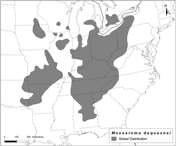 Map showing the global distribution of the Black Redhorse.