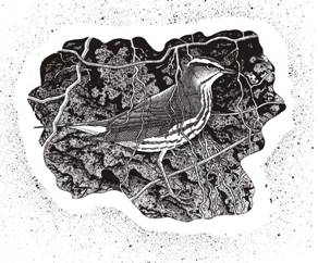 Paruline hochequeue (Seiurus motacilla)