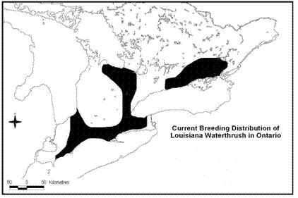Figure 2. Breeding distribution of the Louisiana Waterthrush in Ontario(2001-04).