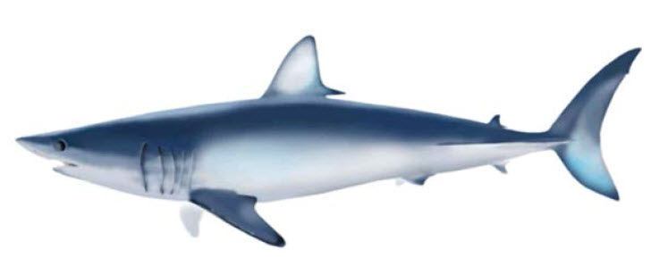 Shortfin Mako
