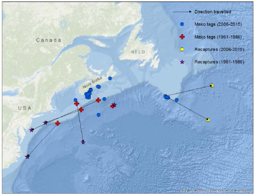 Canadian Shortfin Mako conventional tagging releases and recovery