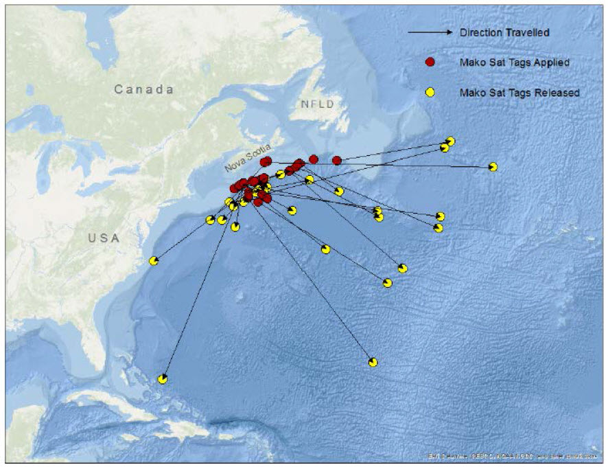 Canadian Shortfin Mako PSAT pop-up satellite tagging application sites and data release positions