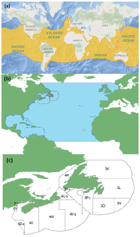 Approximate distribution and occupancy for the North Atlantic designatable unit of Shortfin Mako