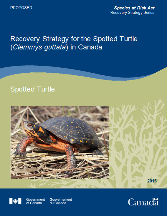 Recovery Strategy for the Spotted Turtle