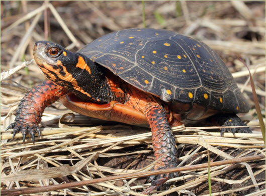 Spotted Turtle