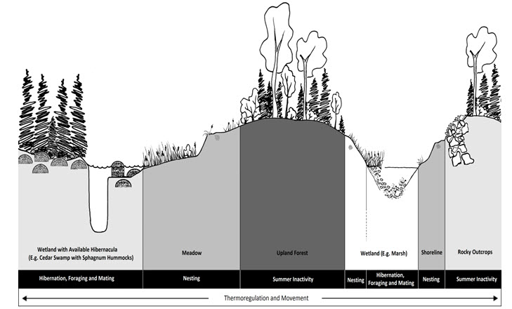 Biophysical attributes of the Spotted Turtle critical habitat