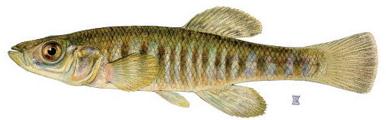 Illustration of the Banded Killifish