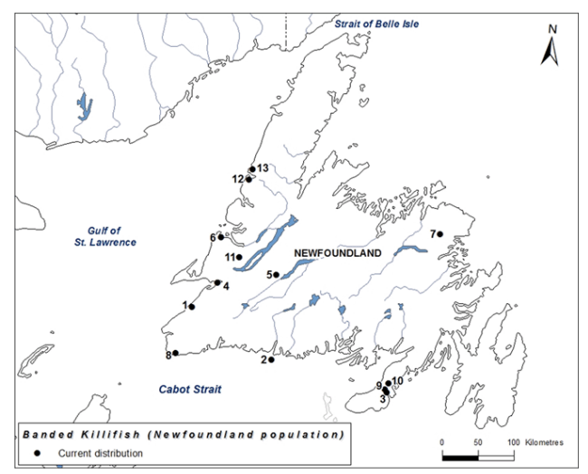 Distribution of Banded Killifish in insular Newfoundland