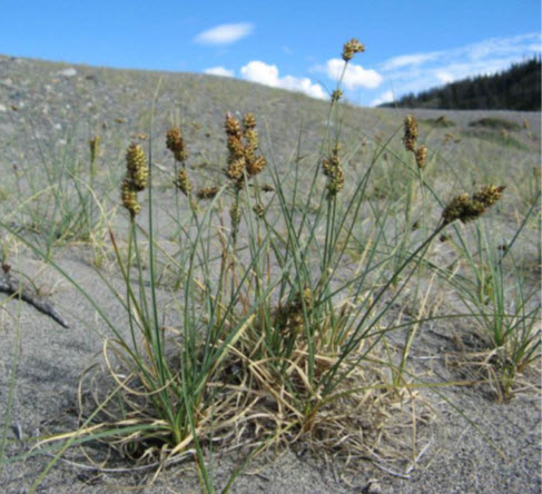 Carex des sables