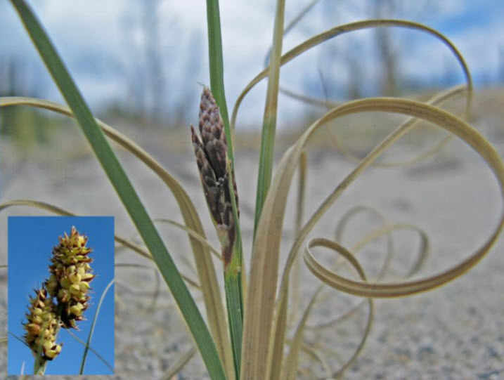 Jeunes fleurs de carex des sables