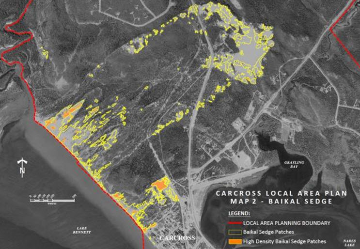 Distribution of Baikal Sedge in the Carcross dunes