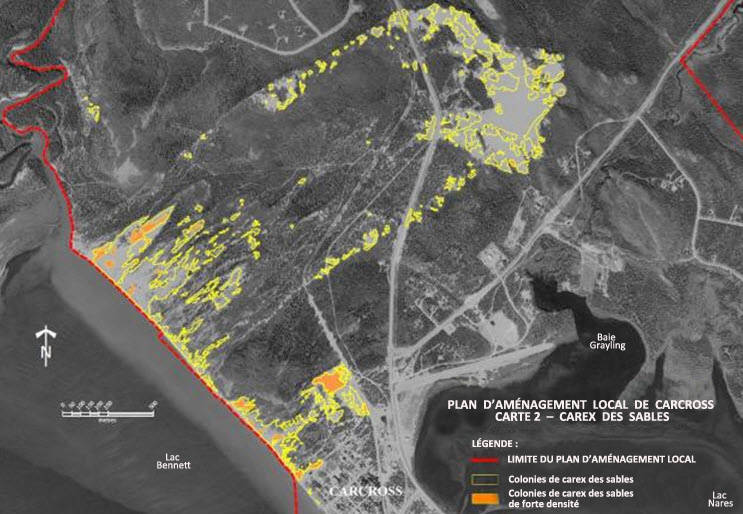 Répartition du carex des sables dans les dunes de Carcross