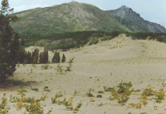 Section nord des dunes de Carcross