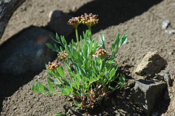 Photo of a clump of Yukon Podistera, Podistera yukonensisis, showing reddish to straw-coloured.