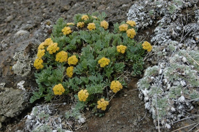 Photo of a clump of Yukon Podistera in full flower. 