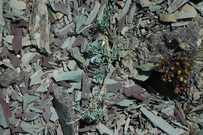 Yukon Podistera stem with shoots