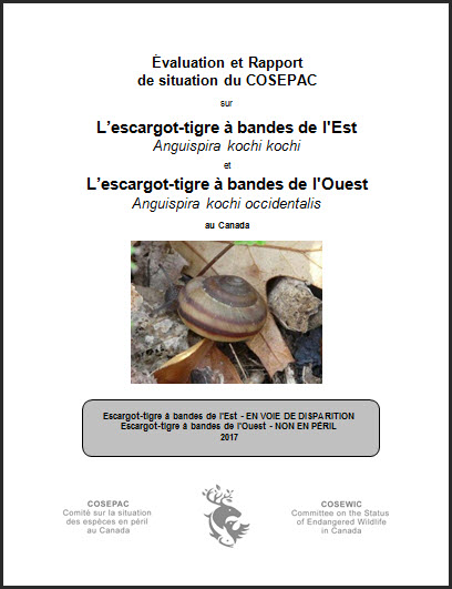 Évaluation et rapport de situation du COSEPAC sur L’escargot-tigre à bandes de l'Est et de3 l'Ouest