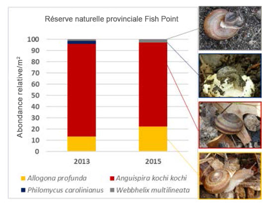 Abondance relative  d’individus matures de quatre espèces préoccupantes sur le plan de la  conservation