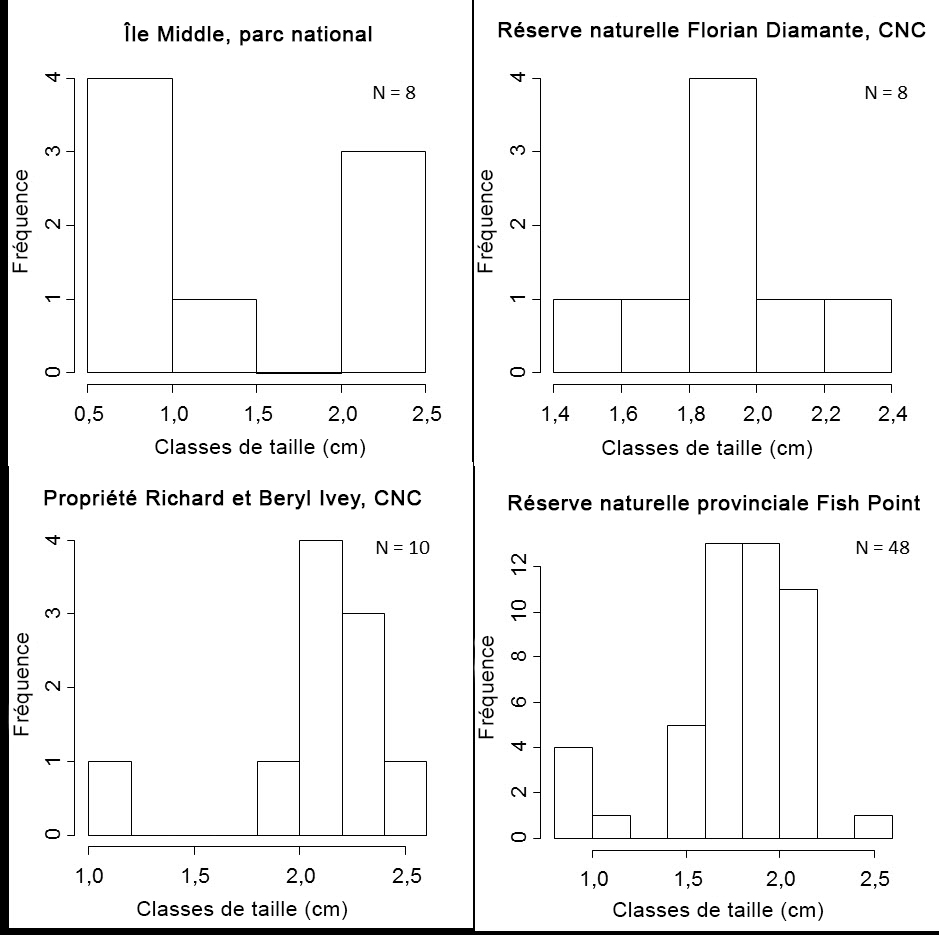 Distribution de la  taille de la coquille de l’Anguispira  kochi kochi sur l’île Middle
