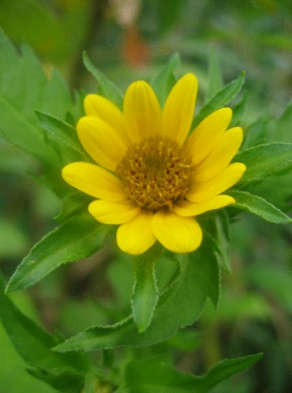 Photo d'un grand bident (Bidens amplissima).