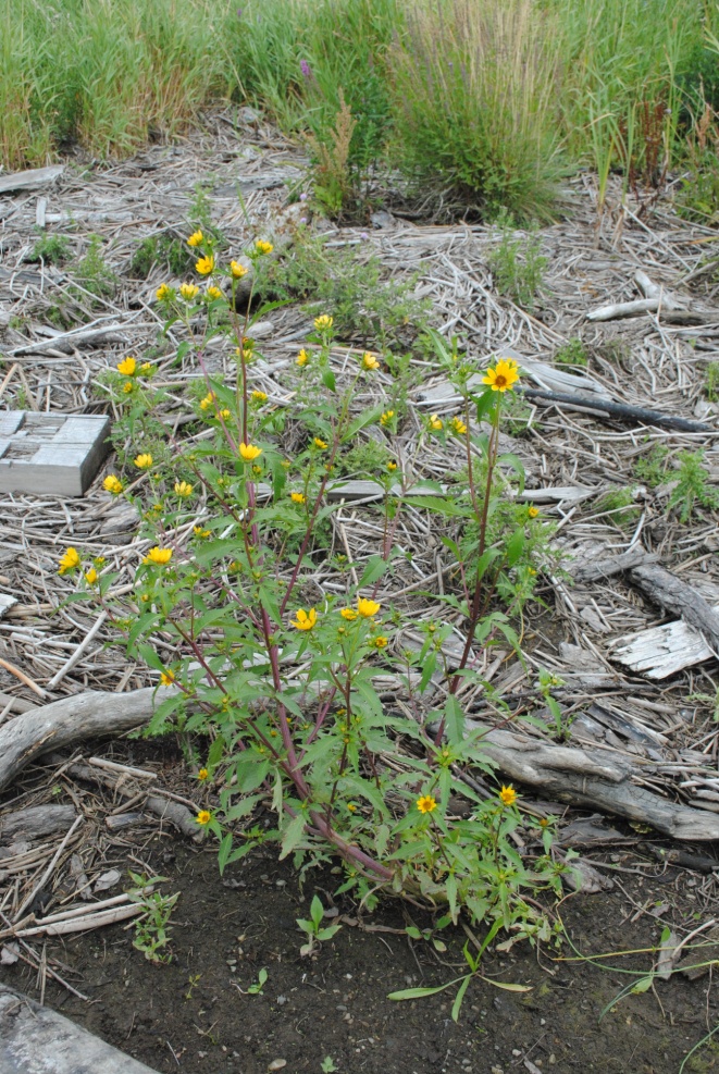 Figure 1. Grand bident dans le delta de la rivière Somass (Photo de Trudy Chatwin).
