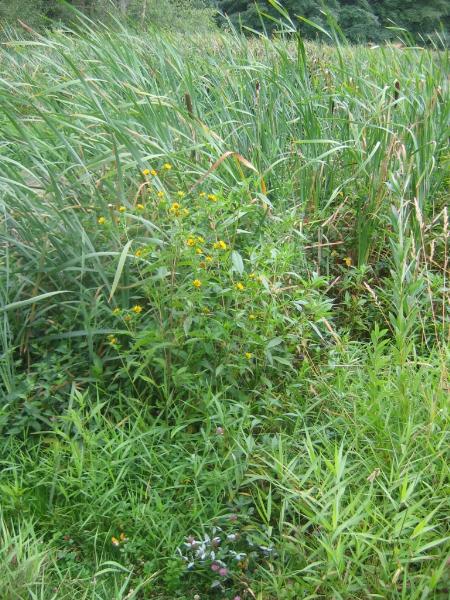 Figure 5. Habitat du grand bident. (Photo : Brian Klinkenberg).