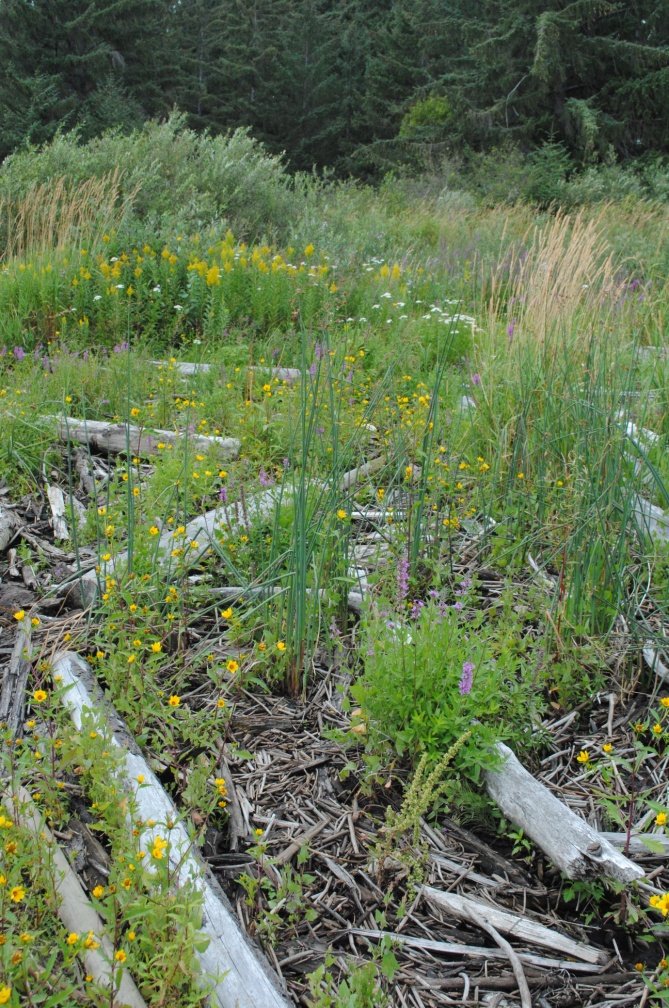 Figure 6. Habitat du grand bident dans le delta de la rivière Somass (Photo : Trudy Chatwin).