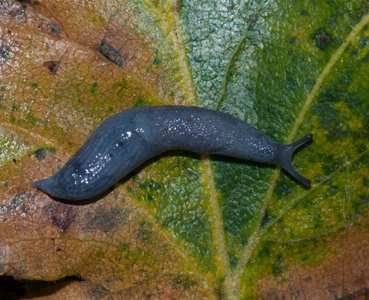 Blue-grey Taildropper