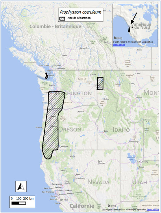 Aire de répartition mondiale de la limace-prophyse bleu-gris