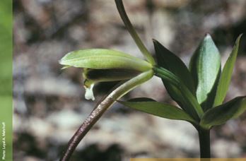 Photo : Isotria verticillata