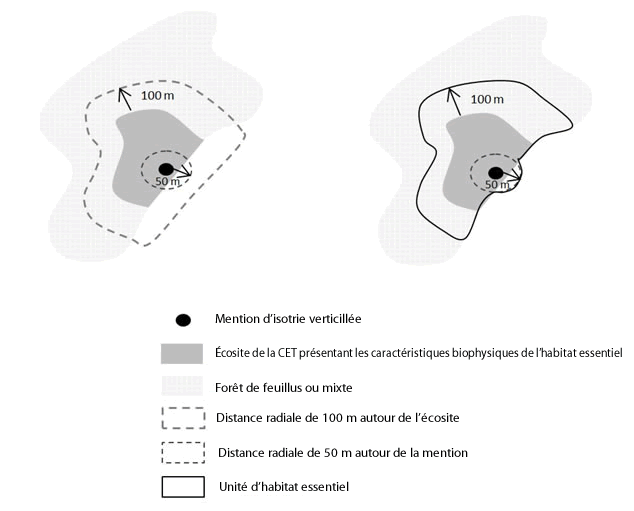 Schéma des critères de désignation de l'habitat essentiel de l'isotrie verticillée