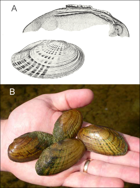 Figure 1. (A) Line drawing of the external features of the shell and internal structure of the left valve of Villosa iris. Reproduced with permission from Burch (1975). (B) Photograph of live specimens collected from the Maitland River near Wingham, Ontario in 2003. (Photo credit: D. McGoldrick, NWRI).