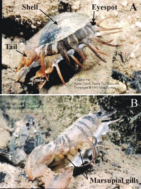 Figure 6. &nbsp;Photographs of a gravid female Villosa iris: (A) displaying a crayfish-like lure to attract its host and (B)&nbsp;showing the marsupial gills filled with glochidia. Reproduced with permission from M.C. Barnhart, Southwest Missouri State University, Springfield, MO