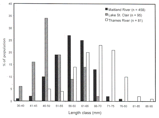 Figure 7. Size frequency distributions for live Villosa iris collected from the Maitland and Thames Rivers and Lake St.&nbsp;Clair between 1997 and 2004.