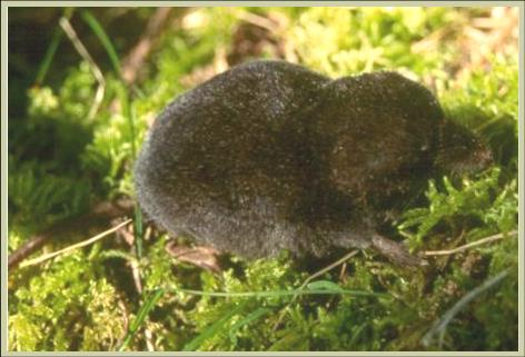 Photo of Sorex bendirii