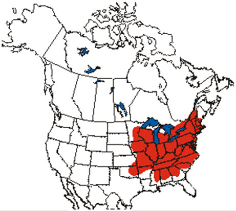 Global distribution of the American Ginseng
