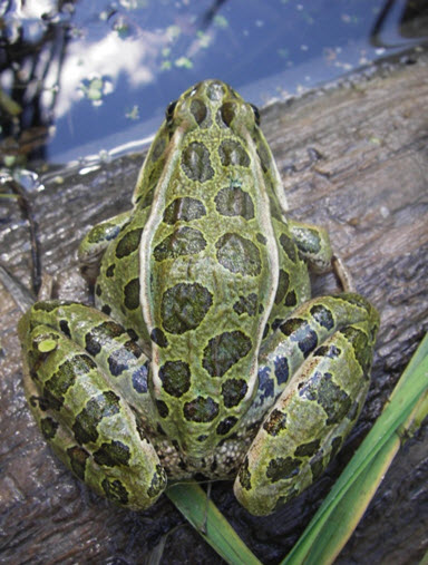 Adult Northern Leopard Frog