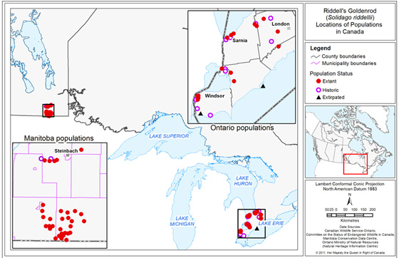 Locations of Riddell's Goldenrod populations in Canada. (See long description below)