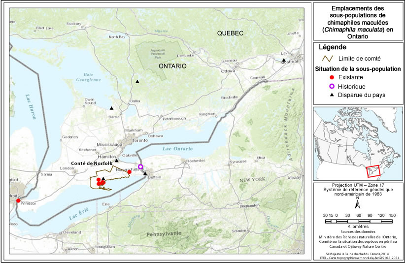 La figure 1 est une carte montrant les emplacements des populations existantes de chimaphiles maculées dans le sud de l'Ontario ainsi que les populations historiques.