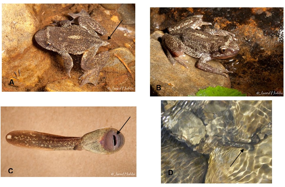 Photographies de grenouilles-à-queue des Rocheuses. A : mâle adulte; B : femelle adulte; C : têtard (vue ventrale montrant l’appareil buccal suceur modifié); D : têtard dans un cours d’eau à fort débit.