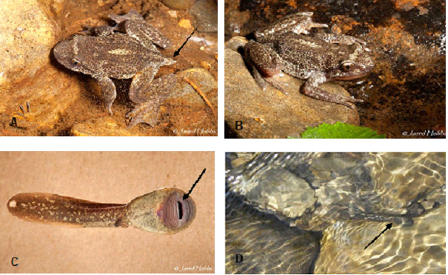 Photographs of Rocky Mountain Tailed Frog (see long description below)