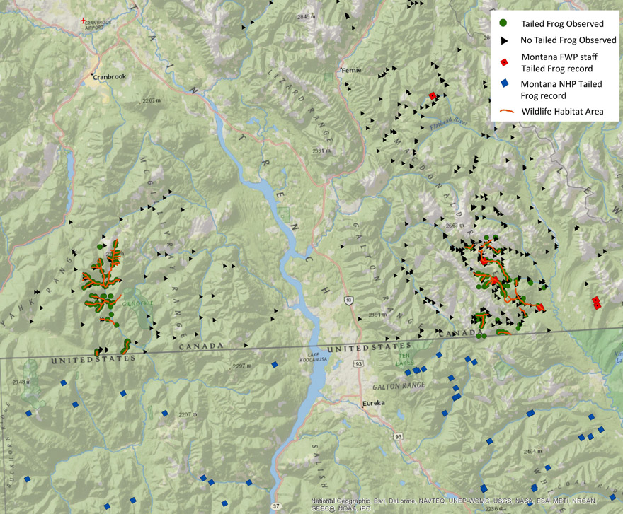 Distribution of Rocky Mountain Tailed Frog in BC (see long description below)
