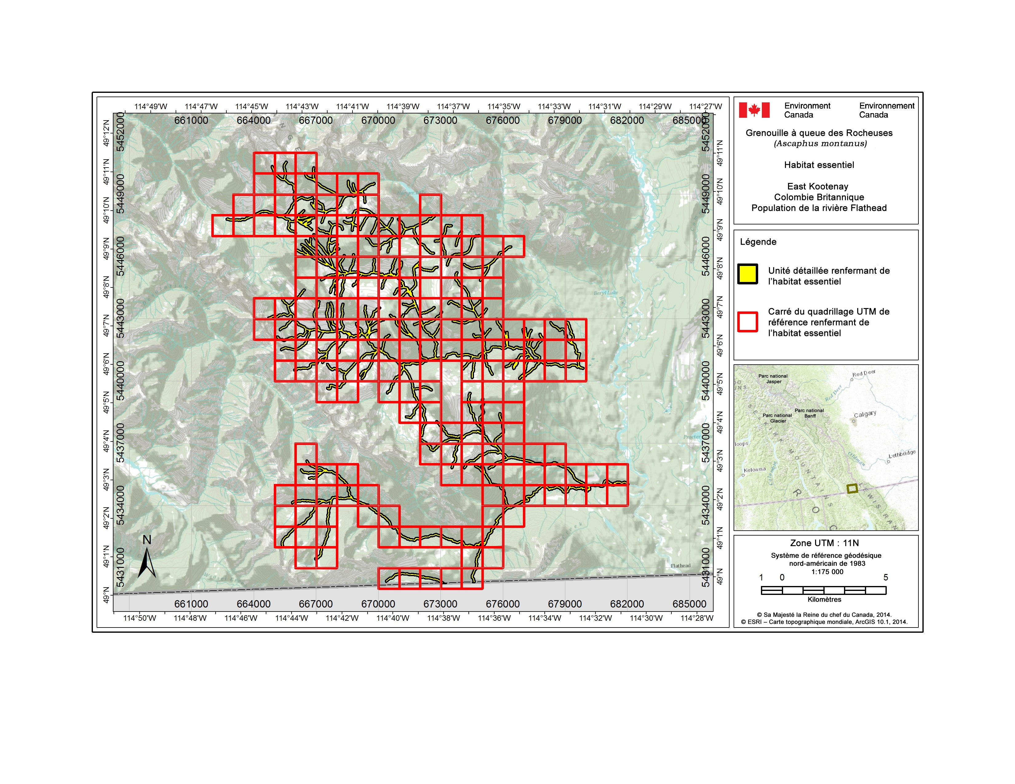 L’habitat essentiel de la grenouille-à-queue des Rocheuses dans le bassin versant de la rivière Flathead est représenté par les polygones ombrés en jaune (unités), là où les caractéristiques biophysiques décrites à la section 7.1.1 du plan de rétablissement provincial sont respectées. Le quadrillage UTM de 1 km x 1 km montré dans cette figure est un système de quadrillage national de référence qui indique l’emplacement géographique général renfermant de l’habitat essentiel de l’espèce au Canada; le territoire des États Unis (en gris) est exclu.