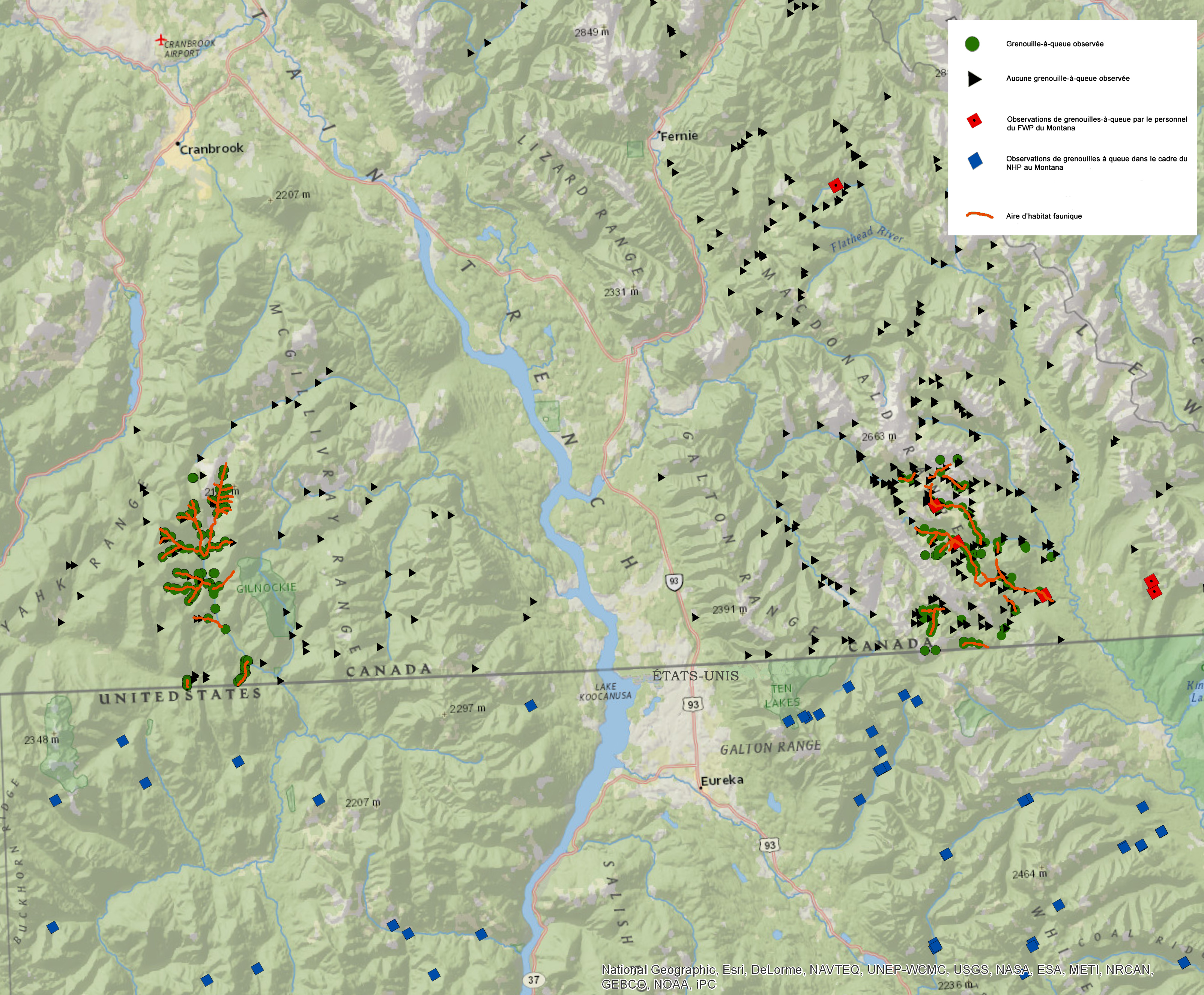 Distribution of Rocky Mountain Tailed Frog in BC (see long description be Faible)