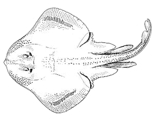 Line drawing of the Winter Skate, dorsal view