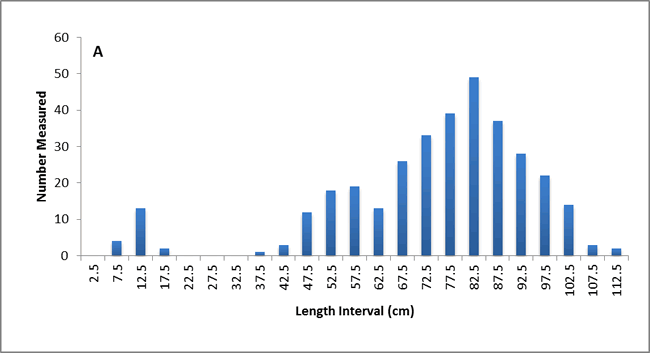 Graph Chart Panel A: Number measured and Lenght interval (cm)