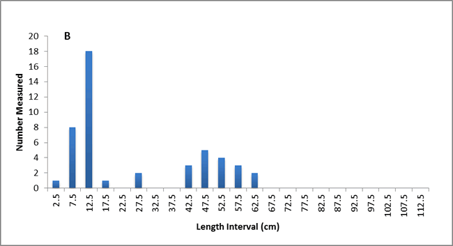 Graph Chart Panel B: Number measured and Lenght interval (cm)