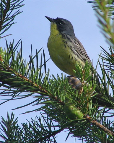 Kirtland's Warbler