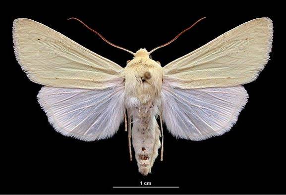 Pale Yellow Dune Moth