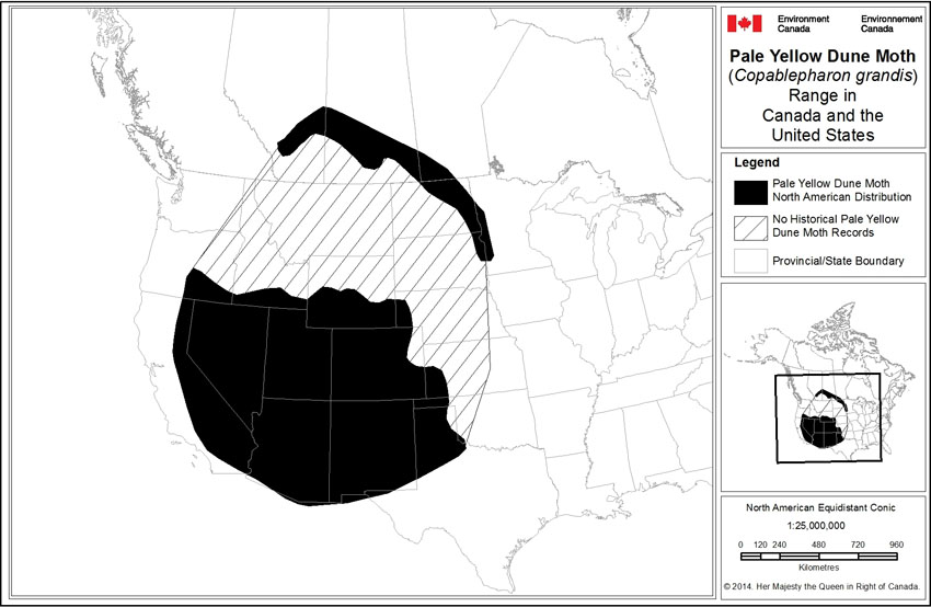 Range of the Pale Yellow Dune Moth in North America